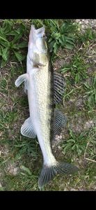 Zander