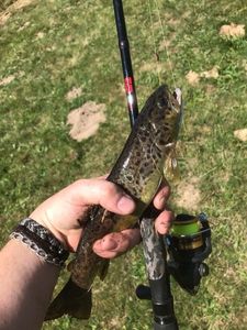 Brown Trout