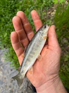 Brown Trout