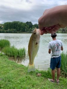 Largemouth Bass