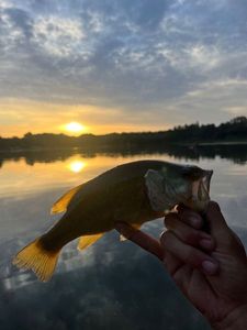 Largemouth Bass