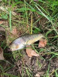 Brown Trout