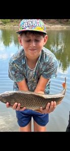 Common Carp