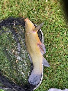 Tench