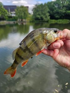 European Perch