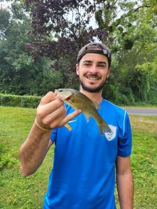 Largemouth Bass