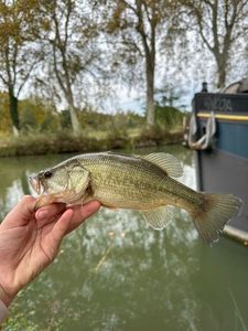 Largemouth Bass