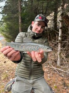 Brown Trout