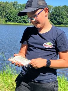 Common Bream