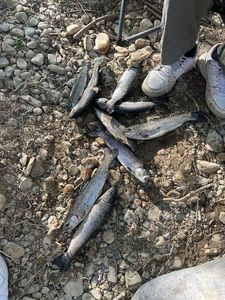 Rainbow Trout