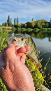 European Perch