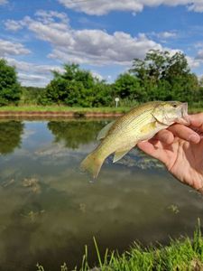 Smallmouth Bass