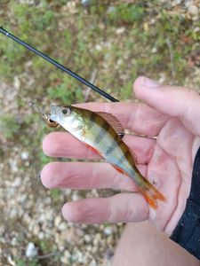 European Perch
