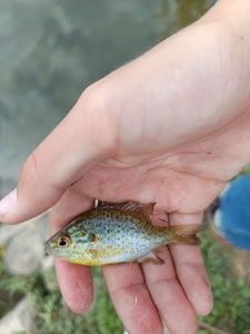 Green Sunfish