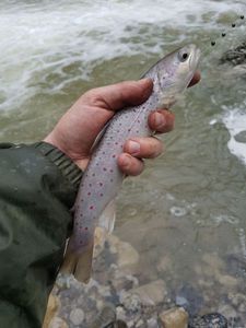 Brown Trout