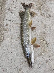 Northern Pike
