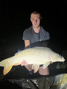 Common Carp