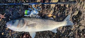 European Bass (Seabass)