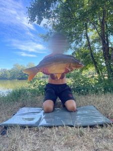 Mirror Carp