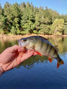 European Perch
