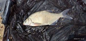 Common Bream