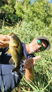 Largemouth Bass
