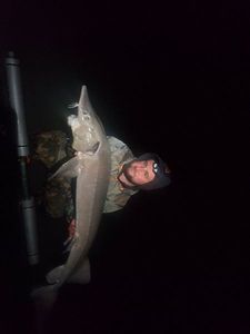 Sturgeon