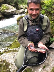 Brown Trout