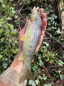Brown Trout