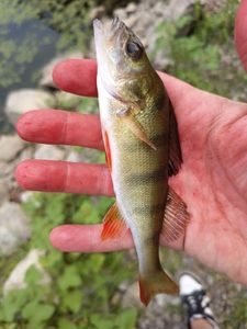 European Perch