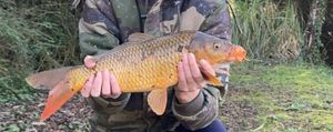 Common Carp