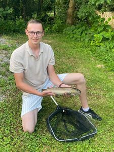 Brown Trout