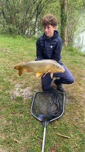 Common Carp