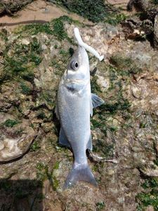 European Bass (Seabass)