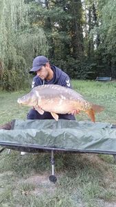 Mirror Carp
