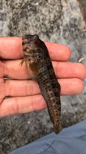 Black Goby