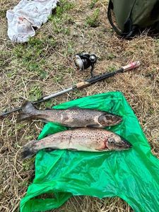 Brown Trout