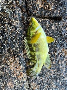 Ballan Wrasse