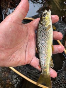 Brown Trout