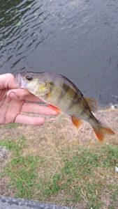 European Perch
