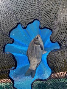 Crucian Carp