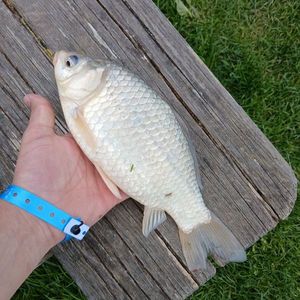 Prussian Carp