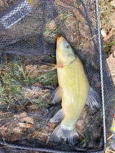 Tench