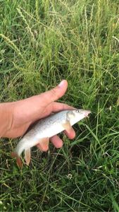 Barbel