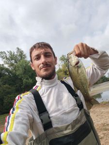 Largemouth Bass