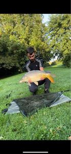 Mirror Carp