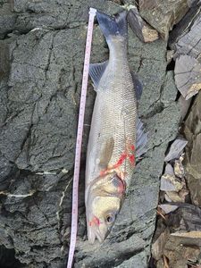 European Bass (Seabass)