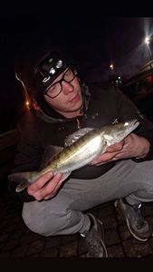 Zander
