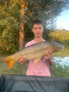 Common Carp