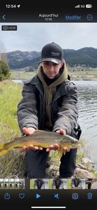 Brown Trout